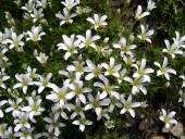 Saxifrage faux géranium